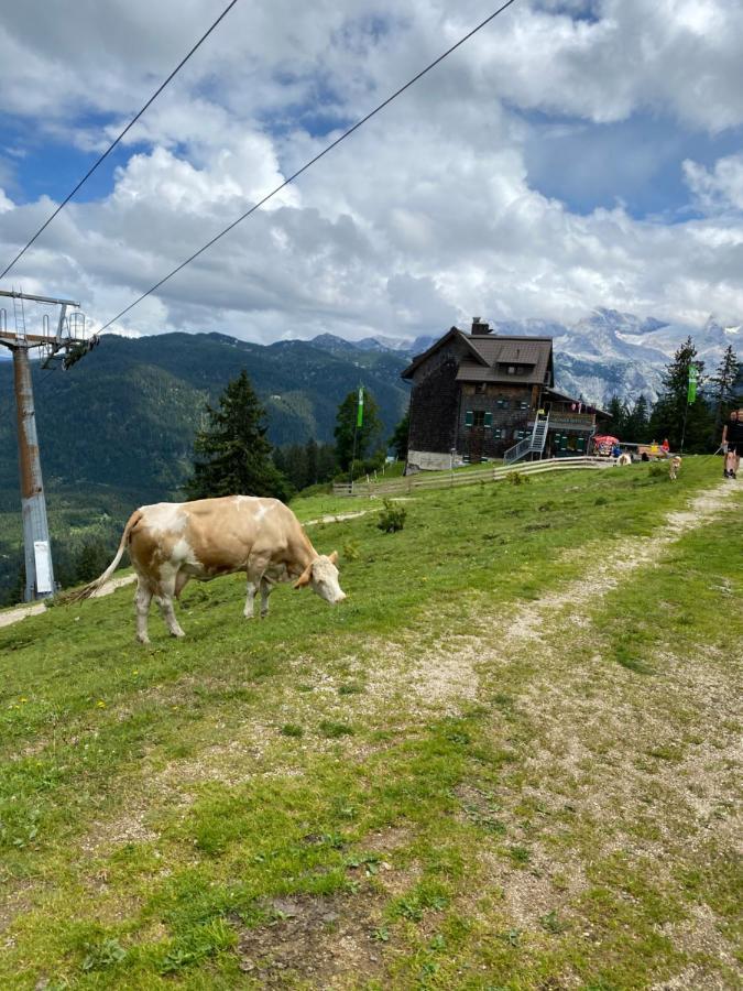 Bergglueck - Gemuetliches Appartement Am Traunsee อัลท์มุนสเตอร์ ภายนอก รูปภาพ